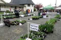 Willie-Harvie-2024-04-27-Plant-Sale-7-Customers-line-up-on-sidewalk