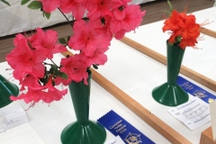 Willie-Harvie-2024-05-25-Flower-Show-B-Winner-6-Azaleas