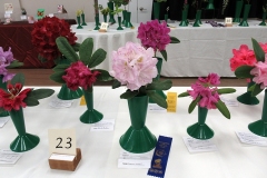 Willie-Harvie-2024-05-25-Flower-Show-B-Winner-7-Rhodo-class